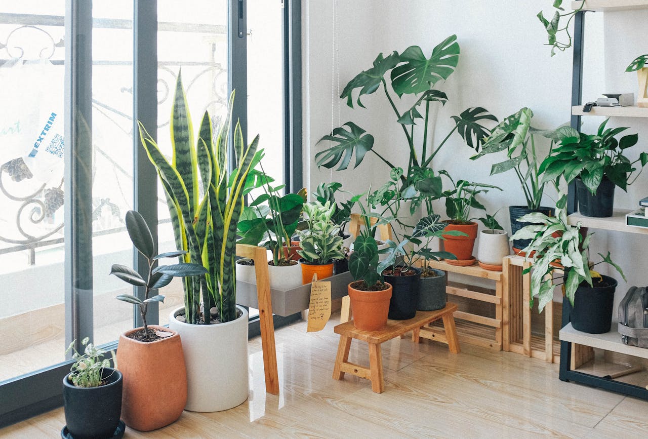 Why Everyone’s Obsessed with Houseplants Lately