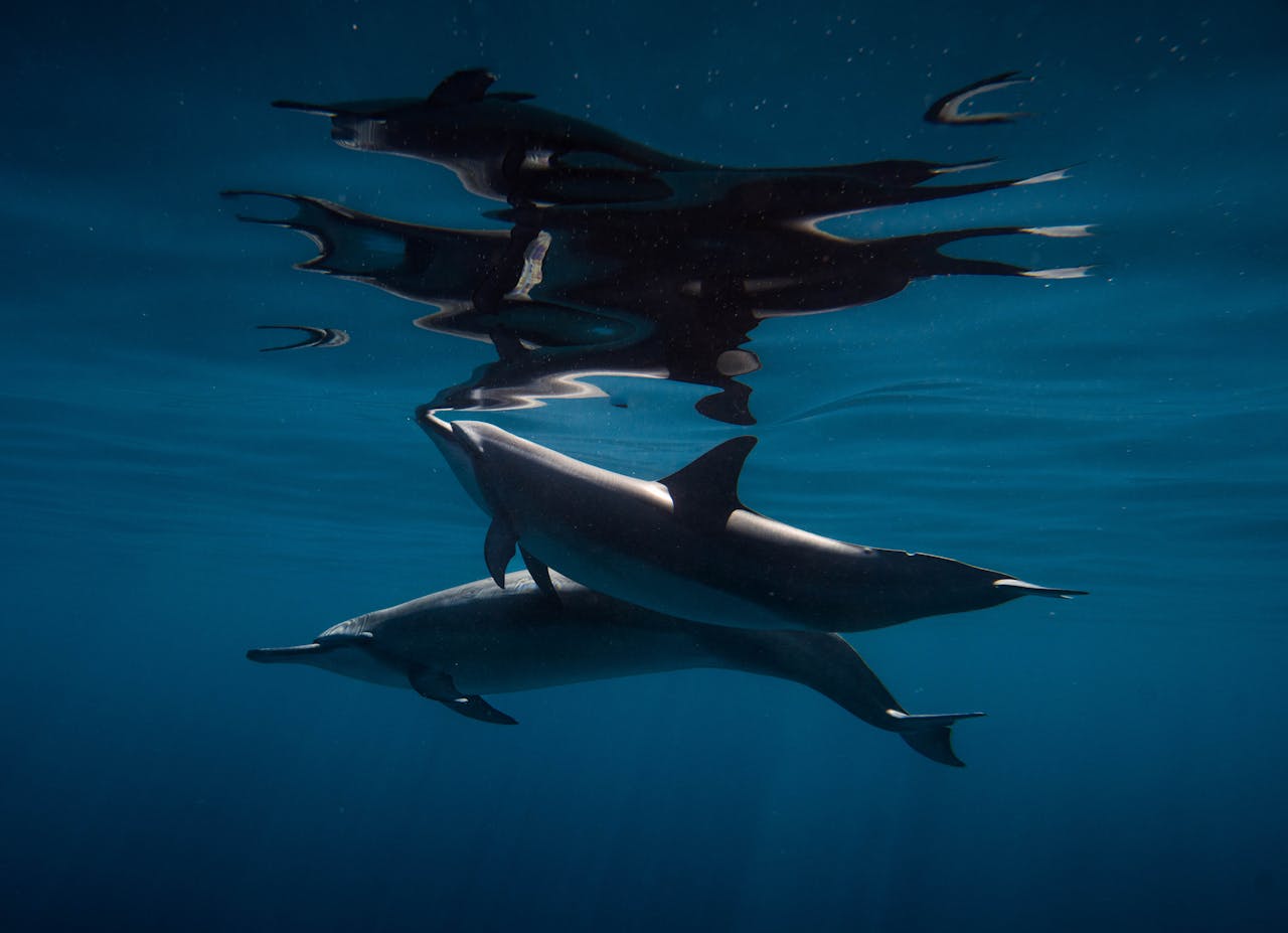 How Dolphins Use Names to Talk to Each Other