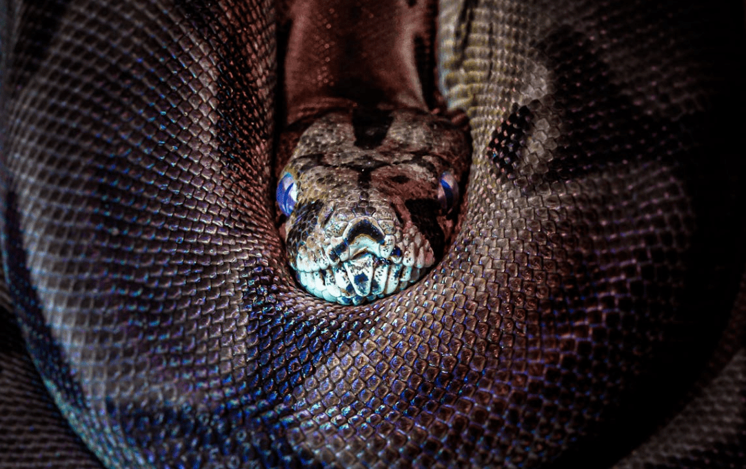 Venom, Glow, and Miniature Marvels