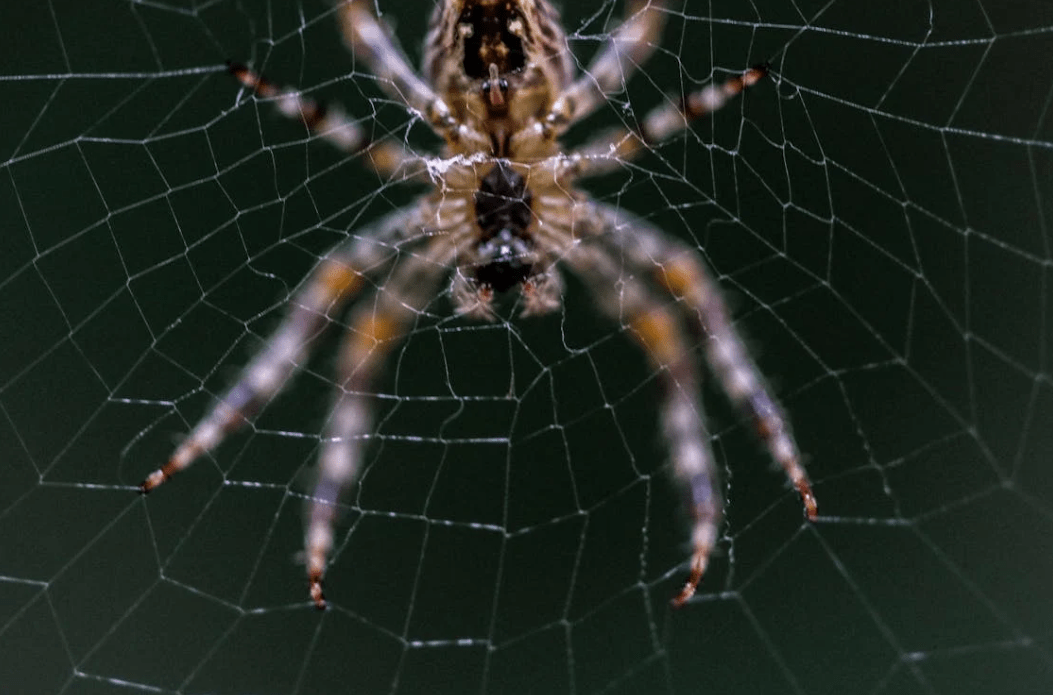 From Spider Illusions to Cosmic Origins
